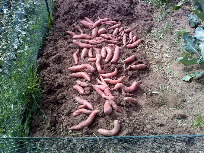 Our harvest of Sweet Potatoes from 5 slips