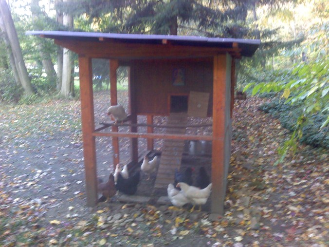 Chicken Ladded going into side of chicken coop